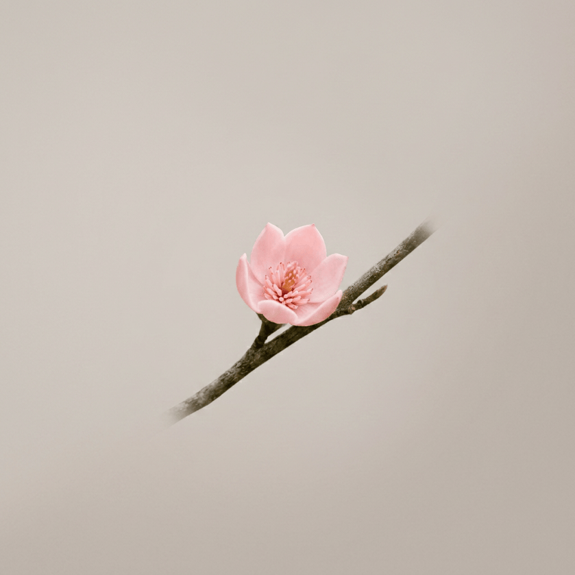 Single pink flower with multiple petals on a thin grayish-brown branch, isolated on a plain light background