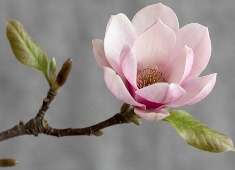 Pink magnolia flower blooming on branch with green leaves