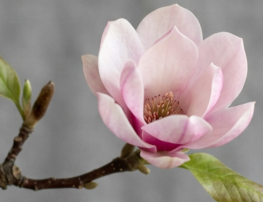 Pink magnolia flower blooming on branch with green leaves